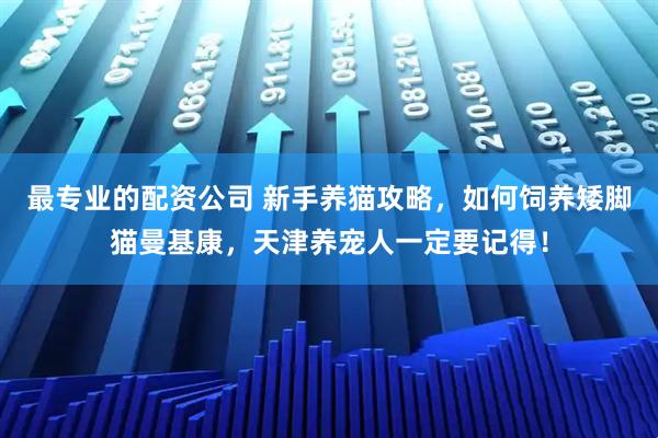最专业的配资公司 新手养猫攻略,如何饲养矮脚猫曼基康,天津养宠人一定要记得!